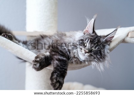 Cute tabby silver gray young maine coon cat with long whiskers and tassel ears lying on hammock on cat tree at home sleeping peacefully.  4 month old kitten relaxing