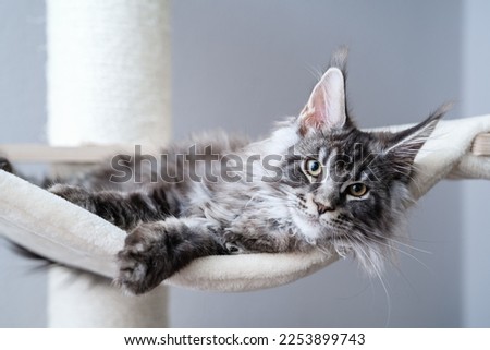 Cute tabby silver grey young maine coon cat lying on hammock on cat tree at home looking at camera.  4 month old kitten relaxing
