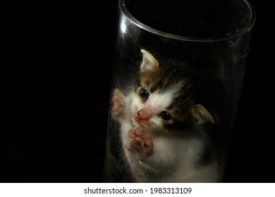 Cute Tabby Stuck In Glass Jar