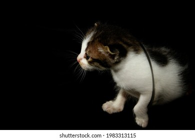 Cute Tabby Stuck In Glass Jar