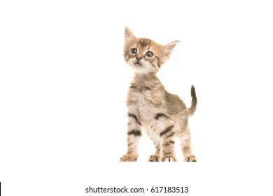 Cute Tabby Turkish Angora Baby Cat Standing Isolated On A White Background