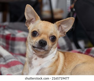 Cute Tan Mexican Chihuahua Dog Looking Stock Photo 2165719477 ...