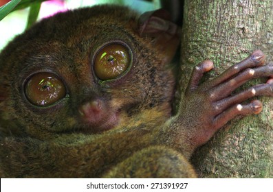Cute tarsier, Bohol Island, Philippines