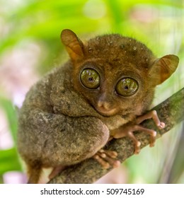 the cute tarsier sitting on a branch with green leaves, the smallest primate in the world at Bohol of the Philippines.