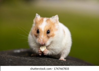 Teddy Bear Hamster Images Stock Photos Vectors Shutterstock