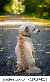 terrier mix haircuts