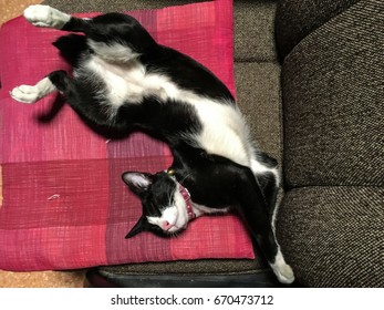 Cute Thai black and white pattern cat  sleeping on a red pillow which placed on a comfort chair. Relaxing posture with top view