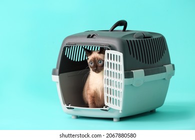 Cute Thai cat in carrier on color background