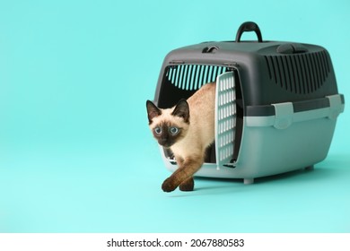 Cute Thai cat in carrier on color background - Shutterstock ID 2067880583