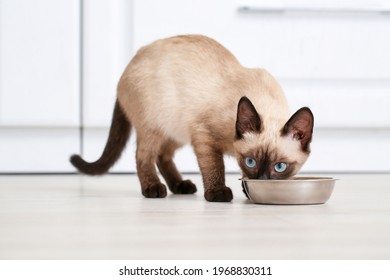 Cute Thai cat eating food from bowl at home - Shutterstock ID 1968830311