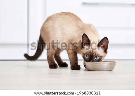 Cute Thai cat eating food from bowl at home