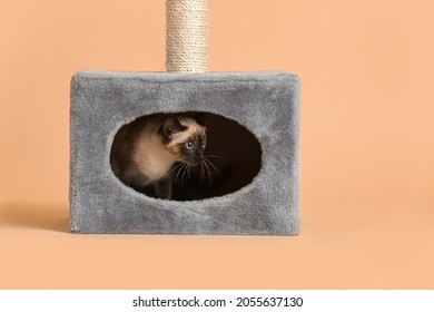 Cute Thai Cat Hiding In Its House On Color Background