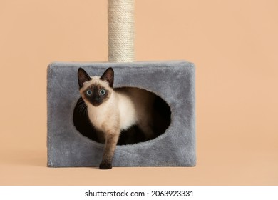 Cute Thai Cat Hiding In Its House On Color Background