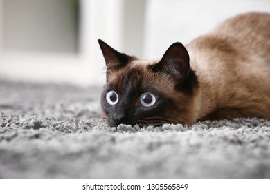 Cute Thai cat lying on carpet at home - Shutterstock ID 1305565849