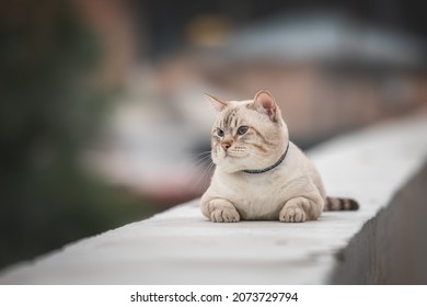 Cute Thai cat is lying on the parapet. - Shutterstock ID 2073729794