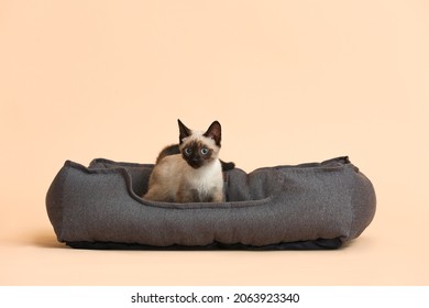 Cute Thai Cat And Pet Bed On Color Background