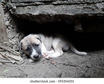 Cute Thai puppies are hiding near the earthen pit under a house in the countryside.
