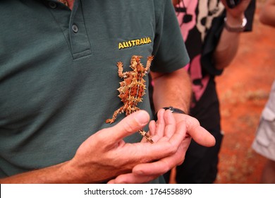 Cute Thorny Devil (Moloch horridus) lizard crawling on man's chest in Kings Canyon,  red center of Australia