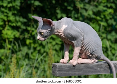 Cute thoroughbred Sphynx Cat of blue and white color sitting high on wooden crossbar outdoors play area on sunny summer day and looking out for prey below. Male kitten is fifteen weeks old. Side view.
