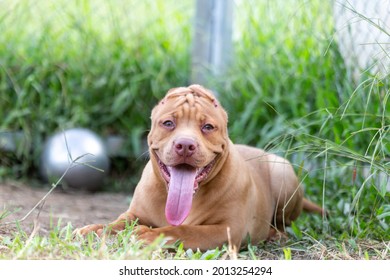 Cute Three-month-old Pitbull Puppy. A Young Pitbull, A Large, Completely Brown Color. Lay In A Large Cage With A Wide Lawn. In A Dog Farm In 