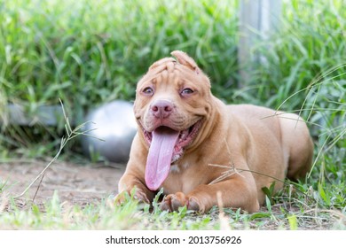 Cute Three-month-old Pitbull Puppy. A Young Pitbull, A Large, Completely Brown Color. Lay In A Large Cage With A Wide Lawn. In A Dog Farm In 