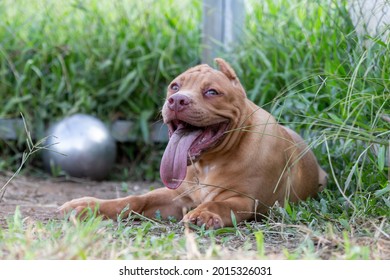 Cute Three-month-old Pitbull Puppy. A Young Pitbull, A Large, Completely Brown Color. Lay In A Large Cage With A Wide Lawn. In A Dog Farm In 