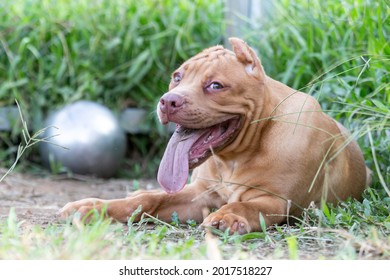 Cute Three-month-old Pitbull Puppy. A Young Pitbull, A Large, Completely Brown Color. Lay In A Large Cage With A Wide Lawn. In A Dog Farm In 