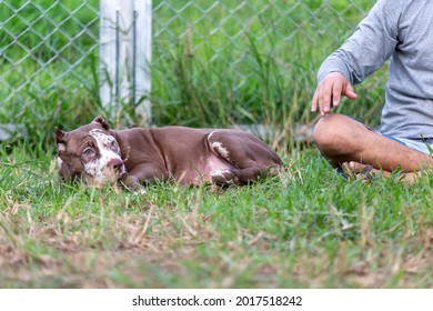 Cute Three-month-old Pitbull Puppy. A Young Pitbull, A Large, Completely Brown Color. Lay In A Large Cage With A Wide Lawn. In A Dog Farm In 