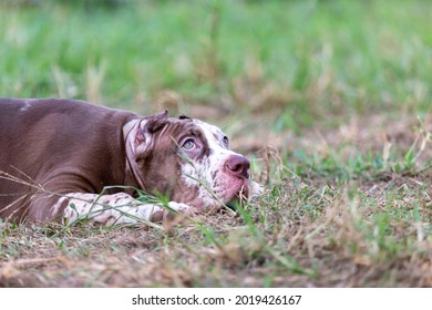 Cute Three-month-old Pitbull Puppy. A Young Pitbull, A Large, Completely Brown Color. Lay In A Large Cage With A Wide Lawn. In A Dog Farm In Thailand