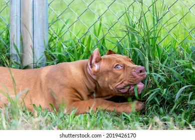 Cute Three-month-old Pitbull Puppy. A Young Pitbull, A Large, Completely Brown Color. Lay In A Large Cage With A Wide Lawn. In A Dog Farm In 