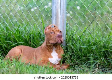 Cute Three-month-old Pitbull Puppy. A Young Pitbull, A Large, Completely Brown Color. Lay In A Large Cage With A Wide Lawn. In A Dog Farm In 