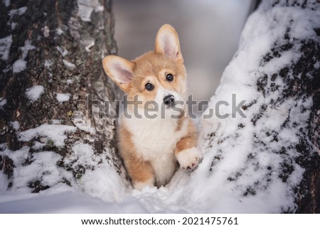 A cute three-month-old Welsh Corgi Pembroke puppy peeking out from behind snow-covered tree trunks against the backdrop of a frosty winter landscape. Muzzle in the snow