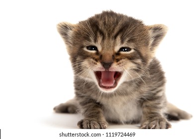 Cute Threeweekold Tabby Shorthair Kitten Crying Stock Photo 1119724469 ...