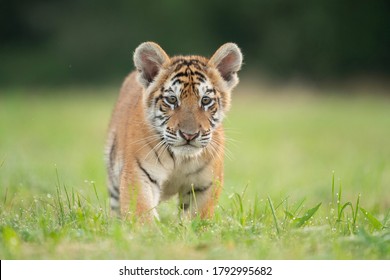 Cute Tiger Baby Portrait Outdoor