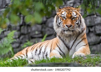 Cute Tiger Sitting Down And Get The Rest