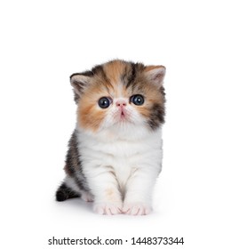 4 Week Old Kitten Images Stock Photos Vectors Shutterstock