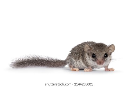 Cute tiny African dormouse aka Graphiurus murinus, standing facing front. Looking straight into lens showing both eyes, Isolated on a white background. - Shutterstock ID 2144235001