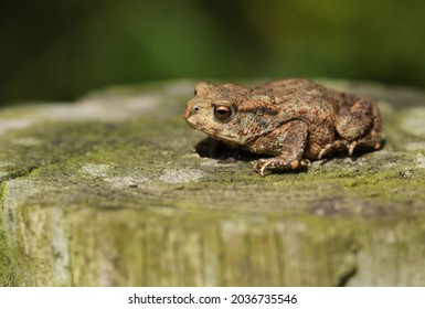 cute baby toads