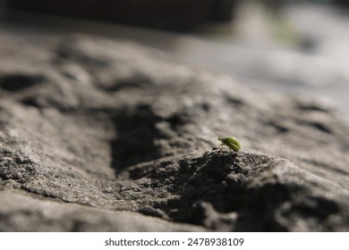 Cute tiny bug in nature