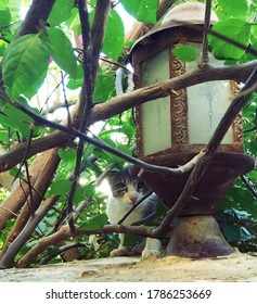 cute tiny cat among trees