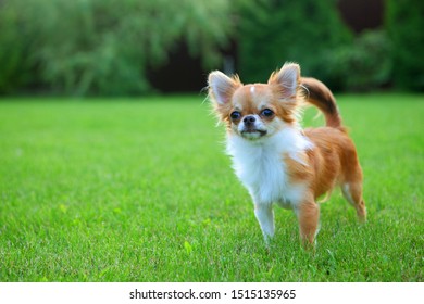 Playful Happy Pet Dog Puppy Running Stock Photo 1722827197 | Shutterstock