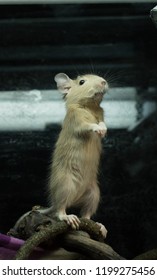 Cute tiny degu