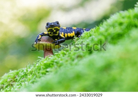 Cute tiny fire salamander resting on bolete mushroom on mossy ground.