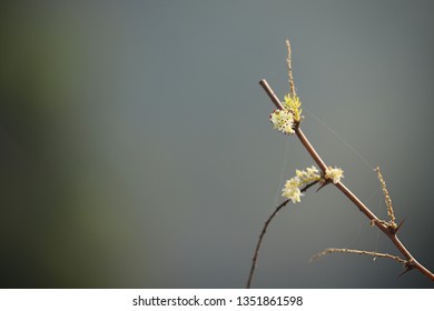 Cute tiny flower