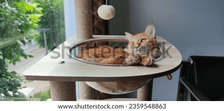 Cute tiny Ginger cat kitten sleeping on cat tree.