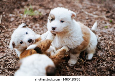 Cute Tiny Homeless Puppies Playing On The Ground 