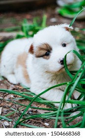 Cute Tiny Homeless Puppy Playing With Blade Of Grass