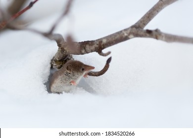 A Cute Tiny Shrew Peeks Out Of A Burrow In The Snow. Eurasian Least Shrew (Sorex Minutissimus), Also Known As Lesser Pygmy Shrew. End Of Autumn In The Tundra.  