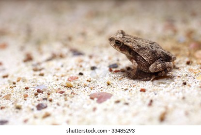 Cute Tiny Toad Sitting on Concrete
