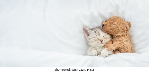 Cute tiny Toy Poodle puppy hugs happy tabby kitten under white warm blanket on a bed at home. Top down view. Empty space for text - Powered by Shutterstock